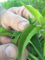 Physonota unipunctata