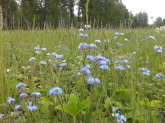 Myosotis imitata