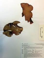 Aeodes nitidissima