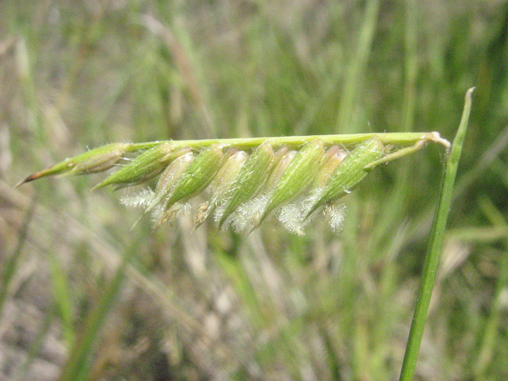 Echinolaena inflexa