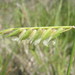 Echinolaena inflexa - Photo (c) Thiago RBM,  זכויות יוצרים חלקיות (CC BY-NC), הועלה על ידי Thiago RBM
