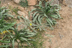 Oenothera primiveris primiveris