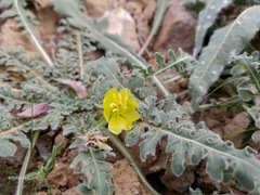 Oenothera primiveris primiveris