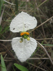Dalechampia caperonioides