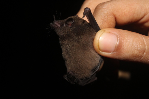 Underwood's Long-tongued Bat (Hylonycteris underwoodi)