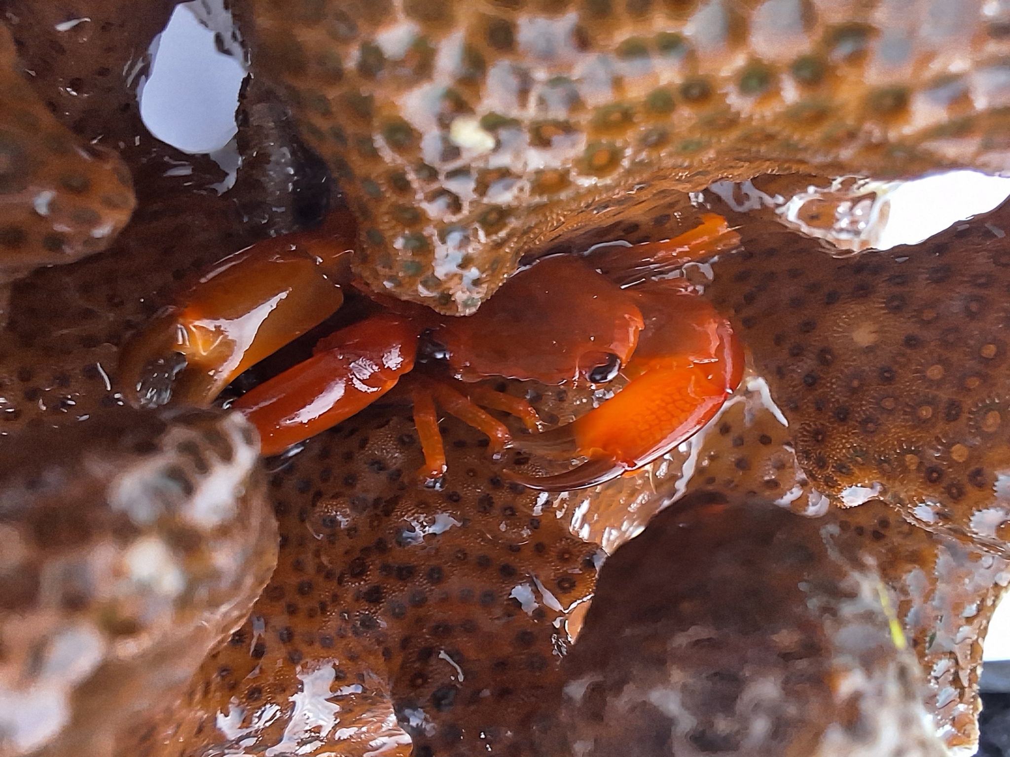 Trapezia bidentata in Pocillopora. CC Daniel Velasco