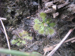 Drosera hirtella