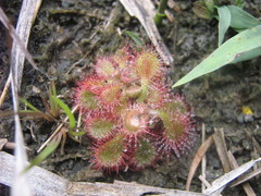 Drosera hirtella
