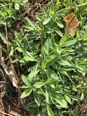 Stylosanthes biflora