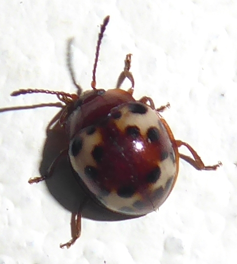 Beccariola overbecki