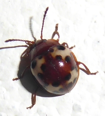 Beccariola overbecki