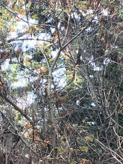 Sciurus niger