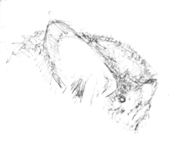 Vespadelus vulturnus