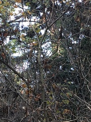 Sciurus niger