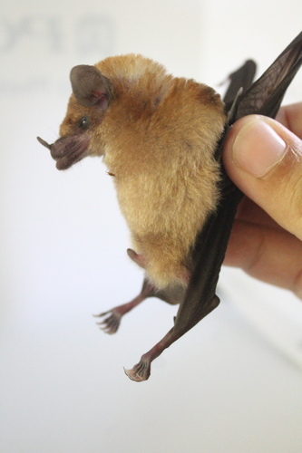 Orange Nectar Bat