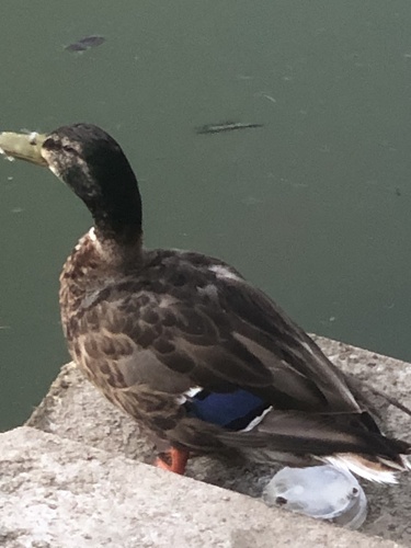 Mallard