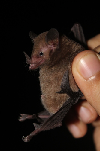 Goldman's Nectar Bat