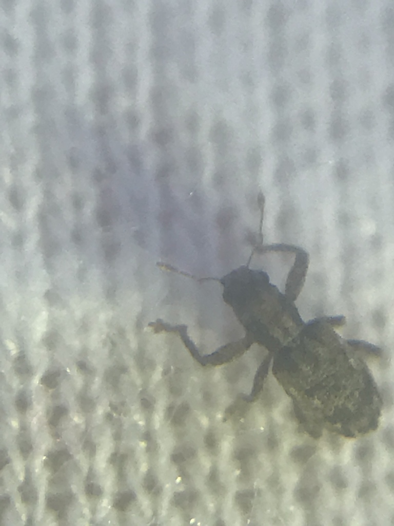 Scalaventer caymani