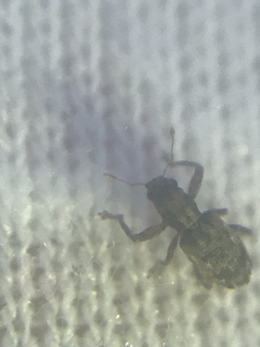 Scalaventer caymani