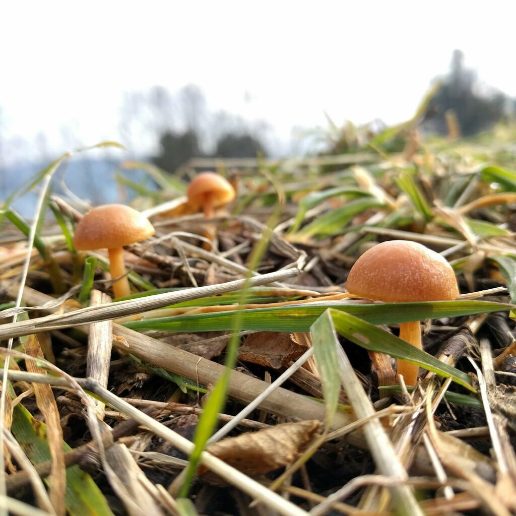 Agrocybe pediades · July 2018 · photo: © hortonf (iNaturalist, cc-by)