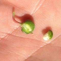 Euphorbia radians