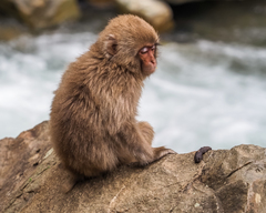 Macaca fuscata fuscata