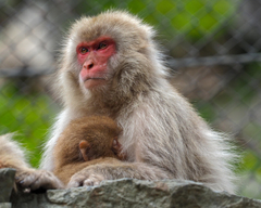 Macaca fuscata fuscata