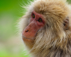 Macaca fuscata fuscata
