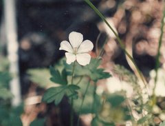 Geranium californicum