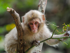 Macaca fuscata fuscata