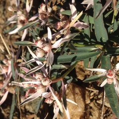 Euphorbia radians