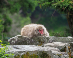 Macaca fuscata fuscata