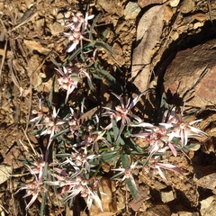 Euphorbia radians