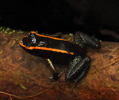 Phyllobates samperi