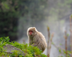 Macaca fuscata fuscata