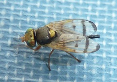 Urophora affinis