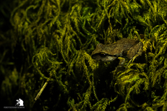 Cantillana Spiny-Chest Frog photo 2