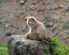 Macaca fuscata fuscata