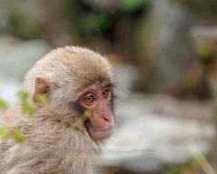 Macaca fuscata fuscata