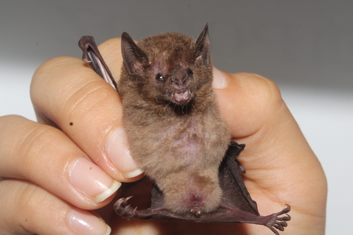 Thomas's Nectar Bat