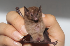 Thomas's nectar bat