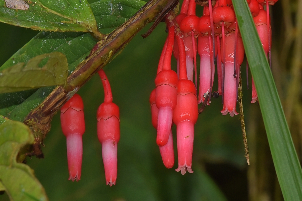 Psammisia ulbrichiana