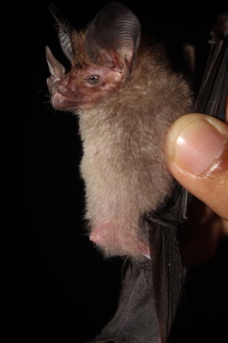 Hairy Big-eared Bat