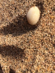 Gafrarium pectinatum