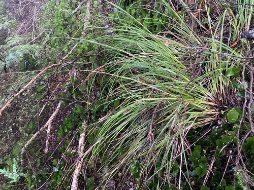 Image of Gahnia setifolia by (c) Michael Berardozzi, some rights reserved (CC BY)