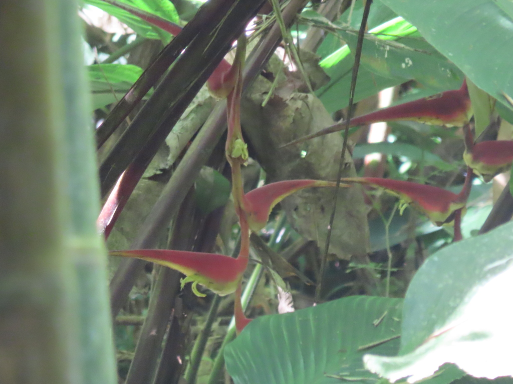 Heliconia longipedunculata