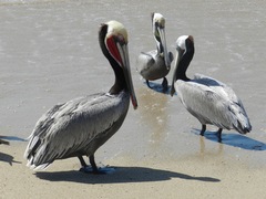 Pelecanus occidentalis