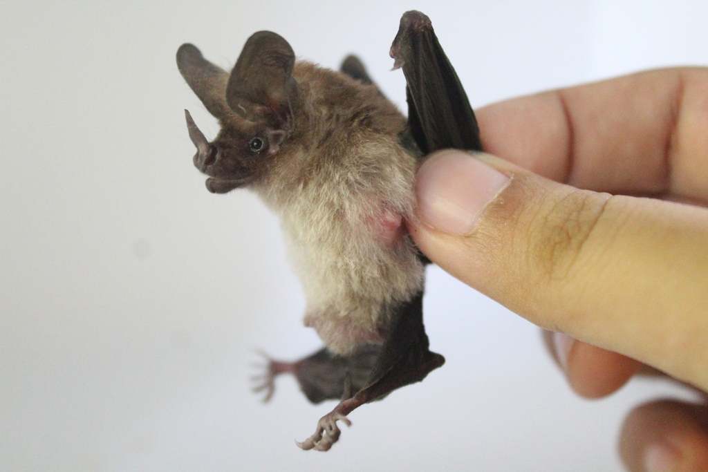 Schmidt's Big-eared Bat