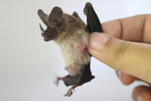 Schmidts' Big-eared Bat (Micronycteris schmidtorum)