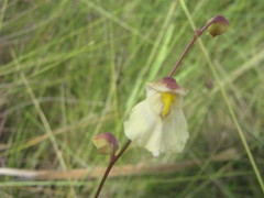 Utricularia hispida